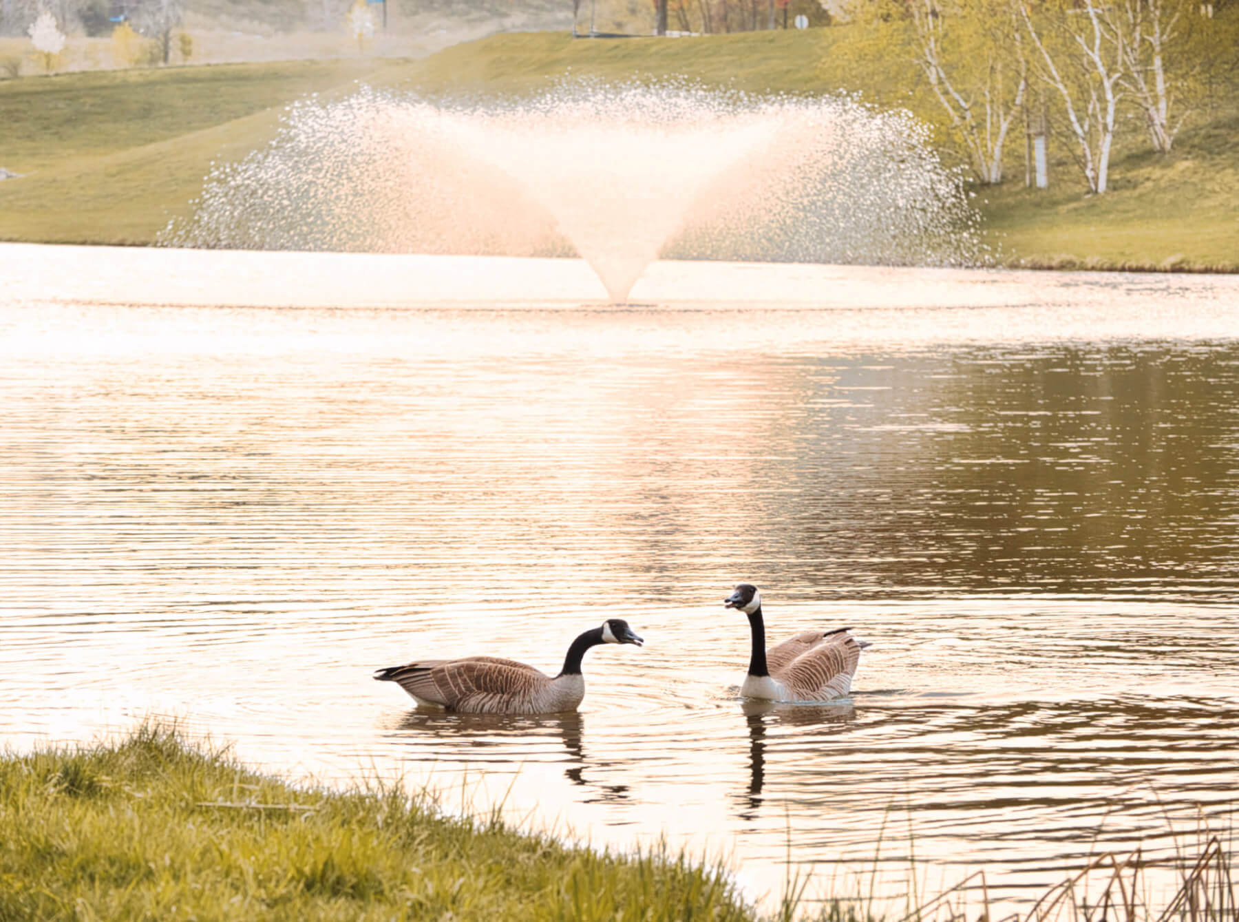 A710-Community-Pond-Geese.jpg