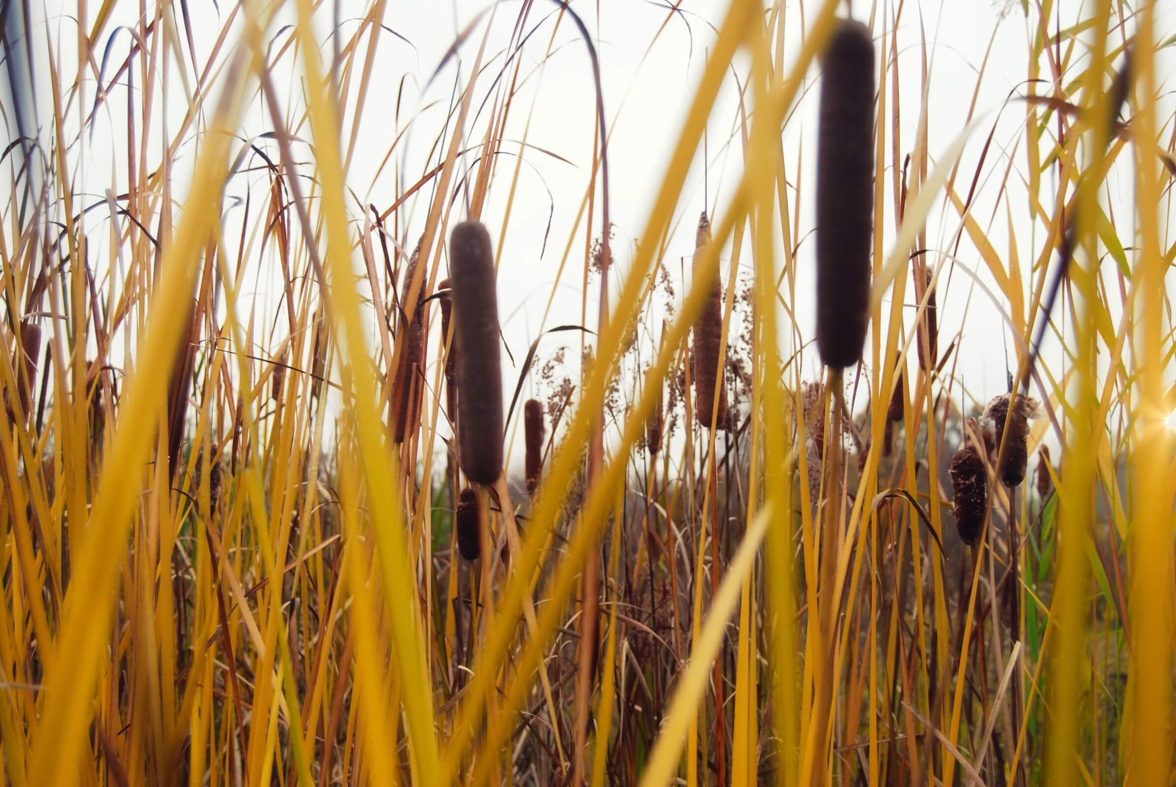 J865-Highridge-Reeds-Cattails-nature.jpg